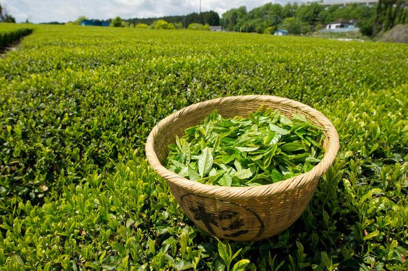 [Surasang] 수라상 녹차 / Green Tea (100 tea bag)