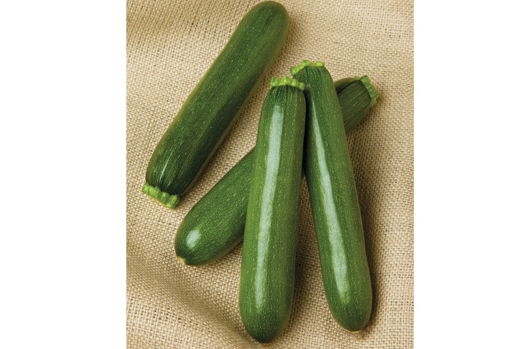 미국 호박 2pcs (1lb 내외) / Green Squash 1lb