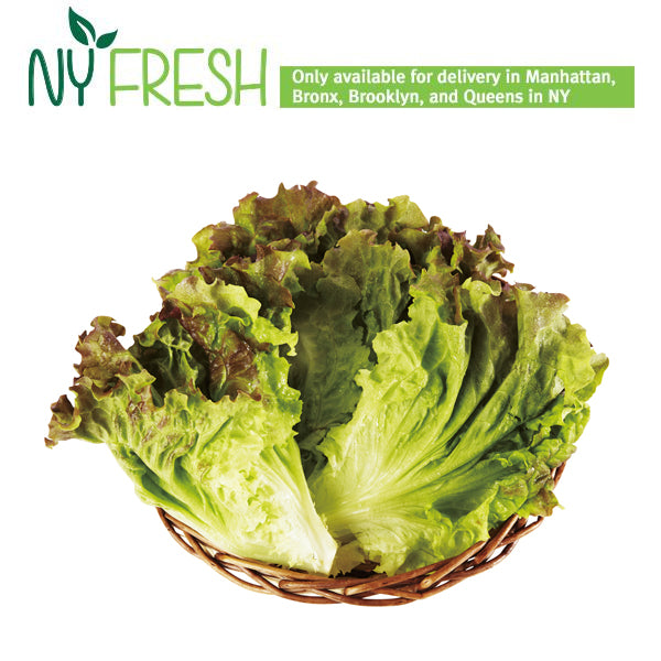 [H&Y] Lettuce / 적상추 (1 Bundle)