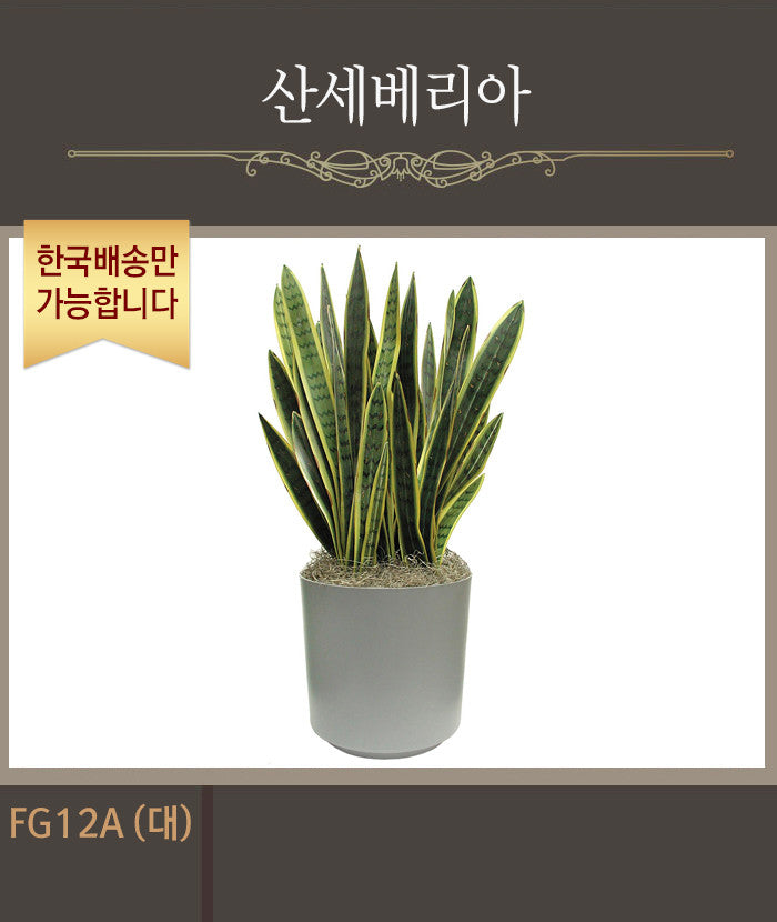 [한국배송] FG12 산세베리아