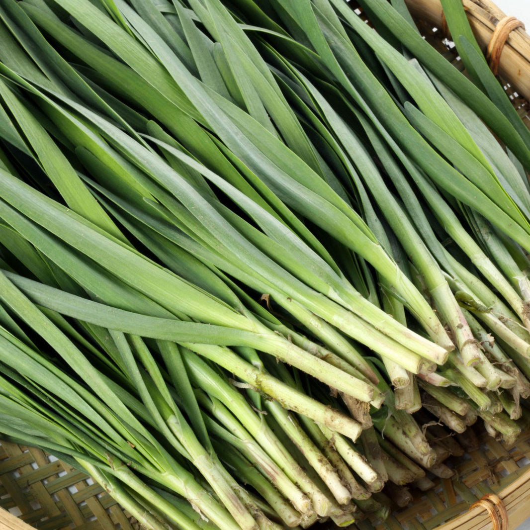[H&Y] Fresh Garlic Chives / 한양 부추 (1 pack)