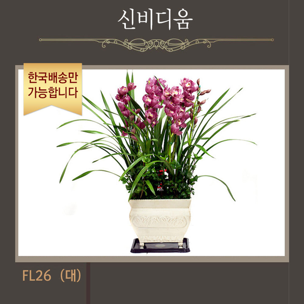 [한국배송] FL26 신비디움