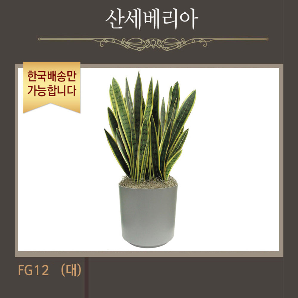[한국배송] FG12 산세베리아
