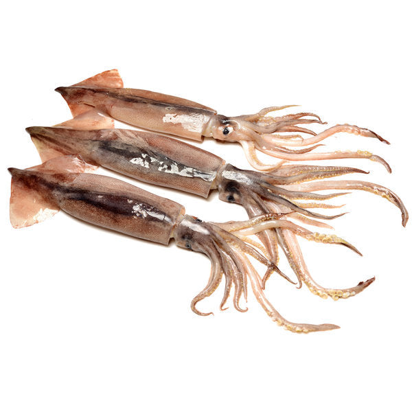 [HY] Frozen Squid / 냉동 오징어 (1.5lb)