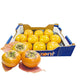 [H&Y] Sharon Persimmon / 샤론 단감 (9~10pcs)
